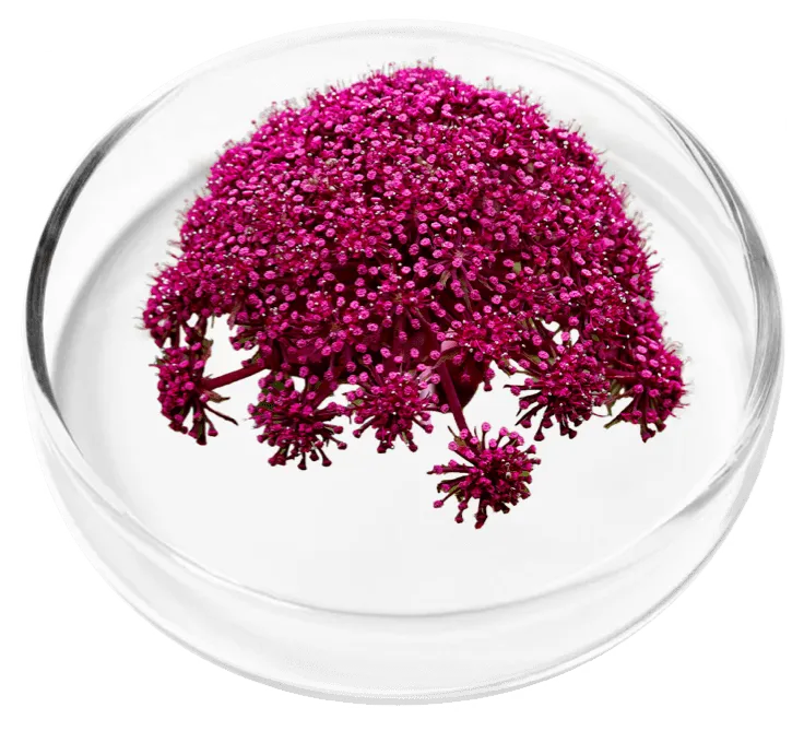 Angelica Gigas ingredient